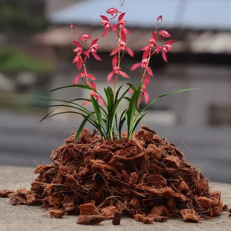 Кокосовый кирпич с органически – обзор и цена Sphagnum Moss Dry